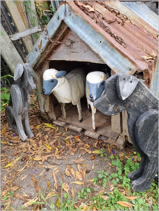 Comradeship, a light hearted shot taken for a photo compilation for the New Zealand Black and Coloured Sheep Breeders Association Annual General Meeting. Photo: Ian Stewart.